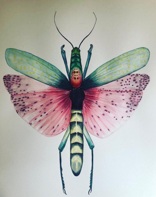 GRASSHOPPER 35 X 50 WATERCOLOR PAINTING - Görsel 2