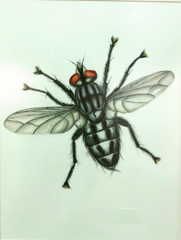 HOUSEFLY 35 X 50 WATERCOLOR PAINTING - Görsel 2