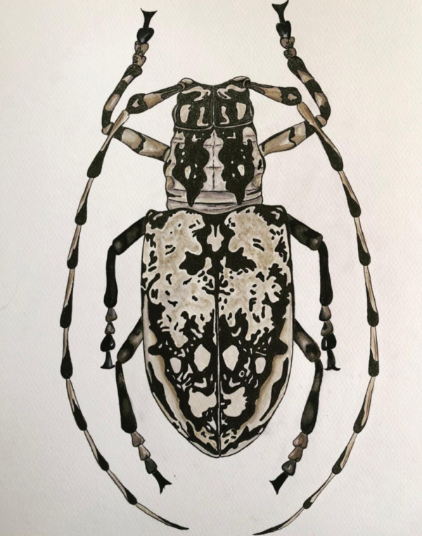 LONGHORN BEETLE 35 X 50 WATERCOLOR PAINTING - Görsel 2