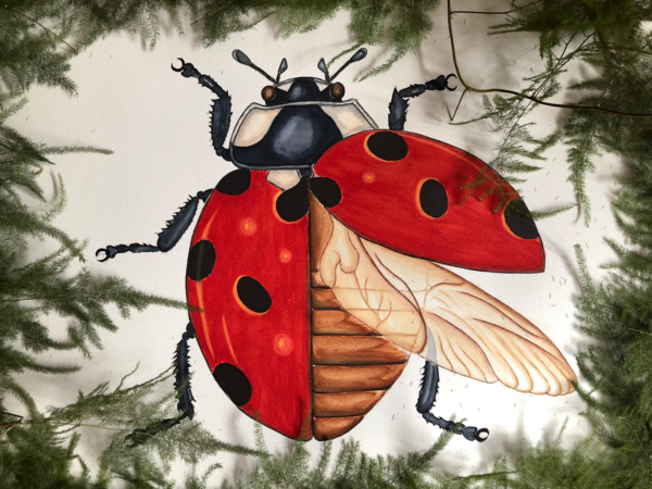 LADYBUG  35 x 50  WATERCOLOR PAINTING - Görsel 2