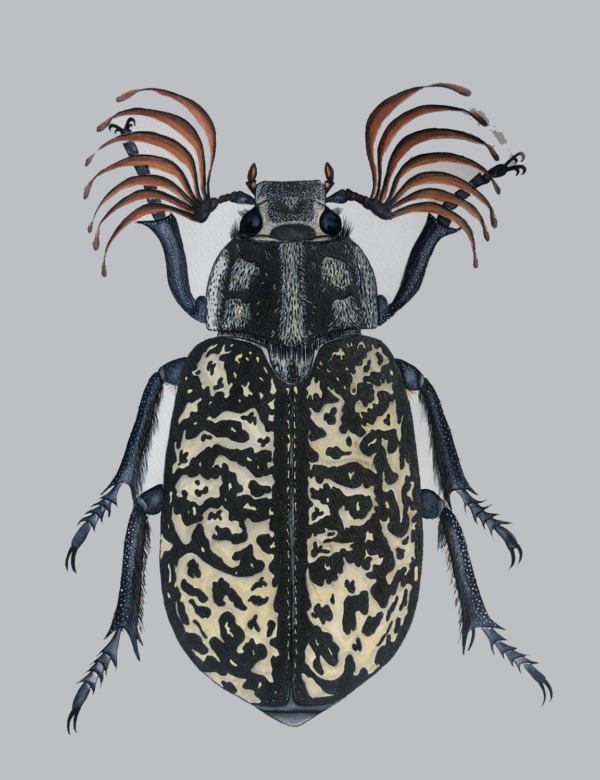 POLYPHYLLA FULLO-JUNE BEETLE 35X50 WATERCOLOR PAINTING - Görsel 2