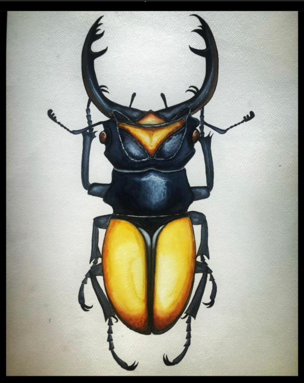 STAG BEETLE 35 X 50 WATERCOLOR PAINTING - Görsel 2