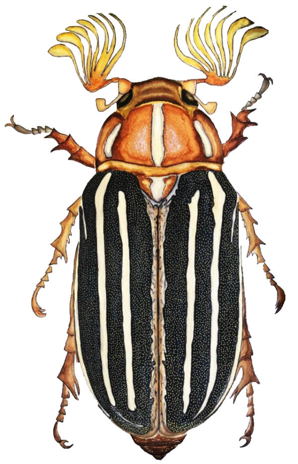 TEN-LINED JUNE BEETLE 35 X 50 WATERCOLOR PAINTING - Görsel 2